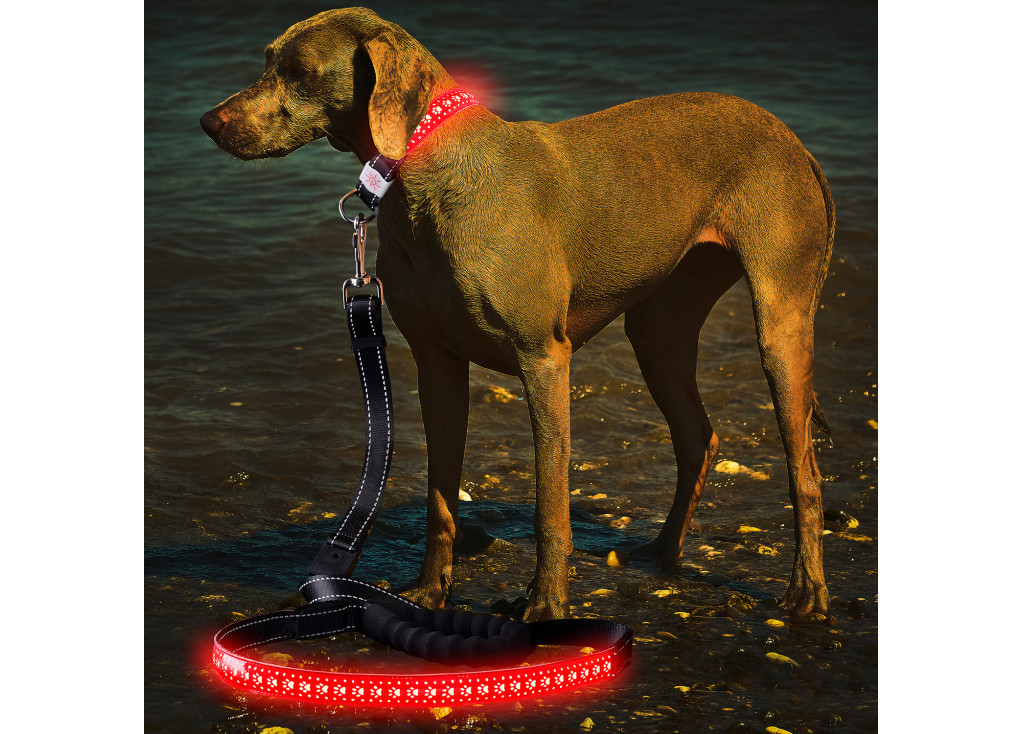 Laisse LED Glow Dog - 5 choses que vous devez savoir sur l'utilisation de votre laisse LED
