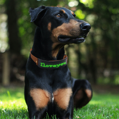 Collar de moda para perros Magic Screen C24P