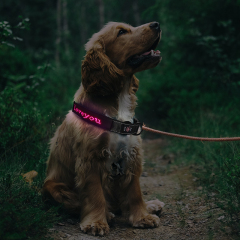 Collar mágico para mascotas con pantalla LED C25P