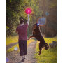 LED Silicone Dog Frisbee Toy M4-16CM