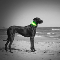 Utile LED Collare per cani Copertura per luce Collare per animali domestici Accessori per collari Lampeggiante per proteggere la sicurezza del cane Luce bagliore al buio