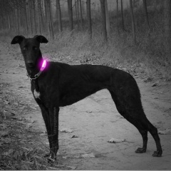 Utile LED Collare per cani Copertura per luce Collare per animali domestici Accessori per collari Lampeggiante per proteggere la sicurezza del cane Luce bagliore al buio