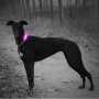 Útil LED Collar de perro Cubierta de luz Correa para mascotas Accesorios de collar Material intermitente para proteger la seguridad del perro Resplandor de luz en la oscuridad