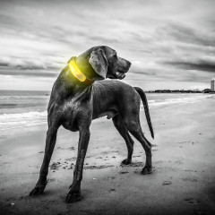 Haustierzubehör LED-Haustierhalsband für Hunde, abnehmbares Zubehör, leichtes, leuchtendes Hundehalsband, reflektierende Leine, Licht für Hunde