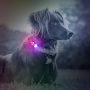 Pet Accessories Clip on Pendant Waterproof Led Dog Pendant Light Safety Silicone Pet Dog Name Tag Accessories for Dogs