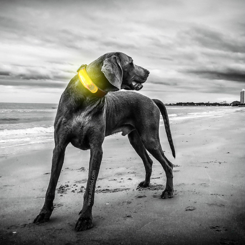 Led Pet Collar Accessory Light Lightweight Light up Dog Collar Cover Light Luminous Dog Collars Harnesses Leashes Led