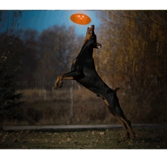 Pelatihan Hewan Peliharaan Mainan Lunak Flying Disc Anjing Mengambil untuk Menyenangkan Silikon Mainan Anjing Natal LED Berkedip Anjing Terbang Disc