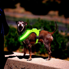 Glow in Dark Safety Harnais à vendre Gilet de harnais pour chien lumineux pour petits chiens moyens Sécurité de marche nocturne