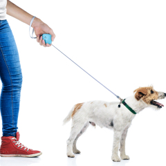 Taschen-Welpen-Hundeleine für kleine Hunde Einziehbare benutzerdefinierte Hundeleinen führen Katzen-Kleintierleine