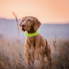 Wasserdichte AIDI blinkende LED-Hundehalskette für Outdoor-Nachtsicherheit, leuchtendes Hundehalsband-Halskettenlicht