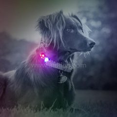 Petit accessoire pour animaux de compagnie a mené la lumière pendante de silicone pour la lumière clignotante d'animal familier d'étiquette d'identification de patte de chien de collier