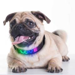 USB wiederaufladbar mit wasserfestem Blinklicht Halsband Haustier-App-gesteuerte Laufschrift Sicherheits-LED-Hundehalsband