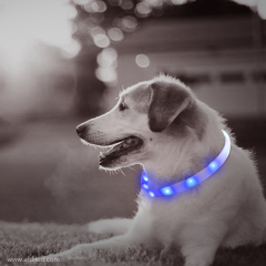 Collier de chien Led étanche rechargeable par USB léger dans l'obscurité ECO-silicone taille libre collier de chien fantaisie mignon