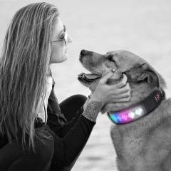 Collier pour animaux de compagnie personnalisé Led Display APP Control Light Up Collier de chien programmé