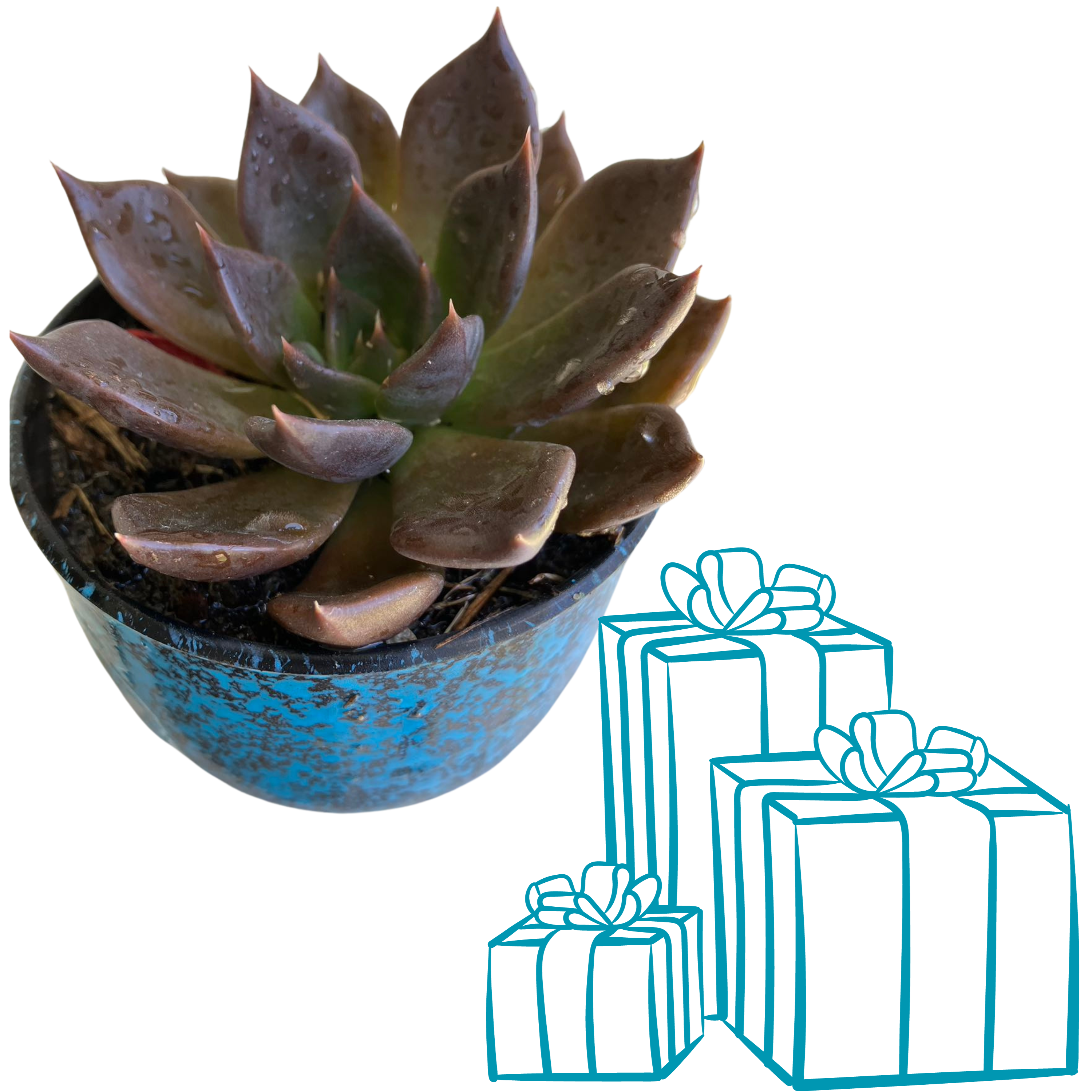 plant gift delivery