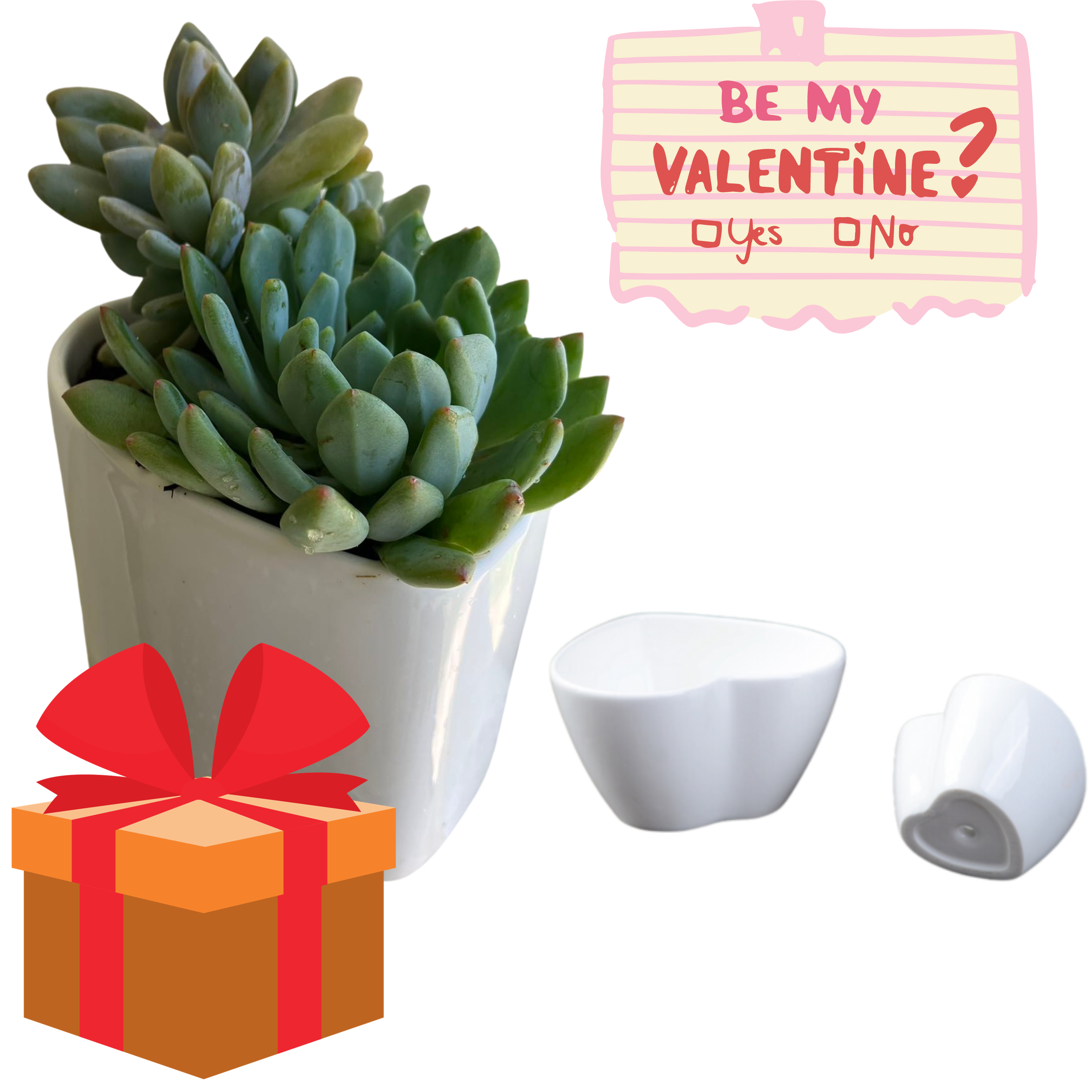 Valentine Plant Gift