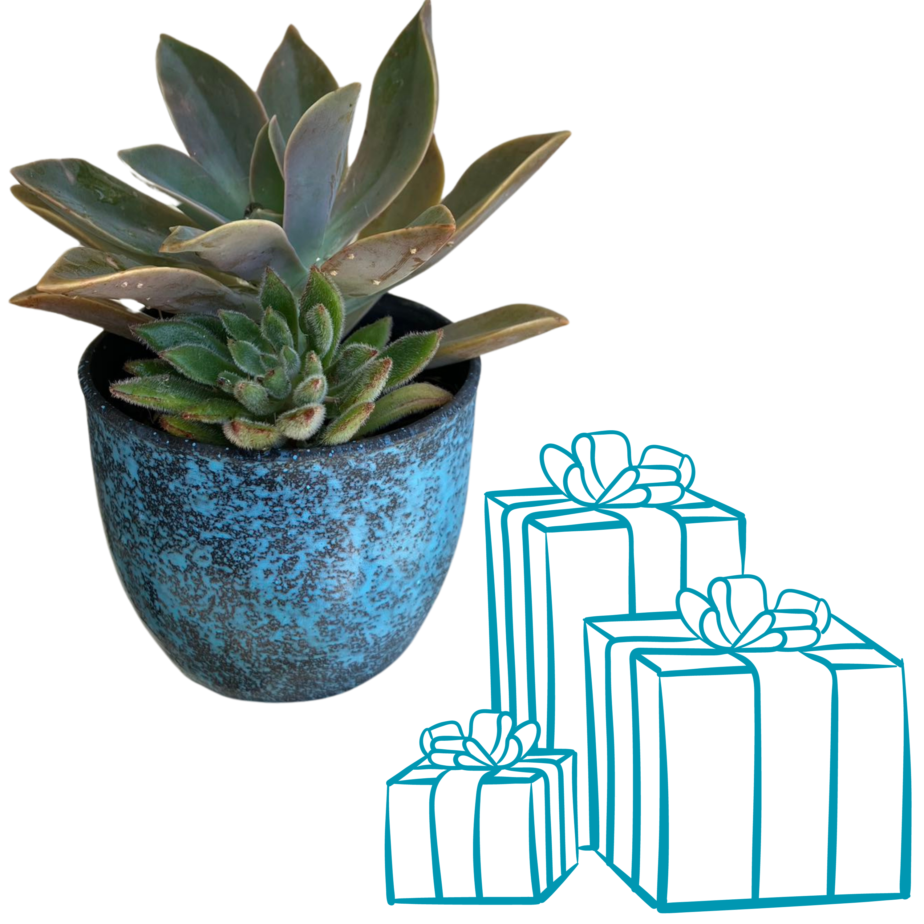 Succulent Gift Delivery