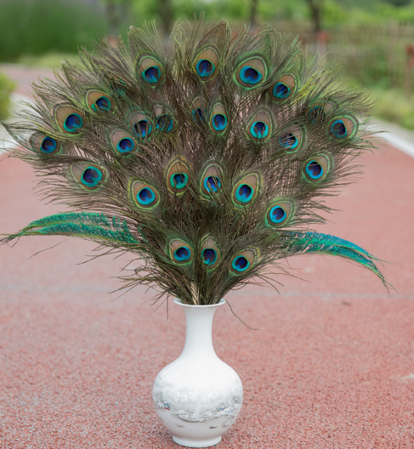 Peacock Feather