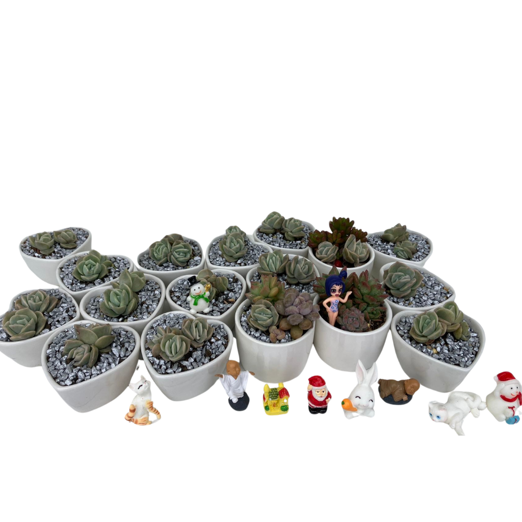 Small Succulent Wedding Favors