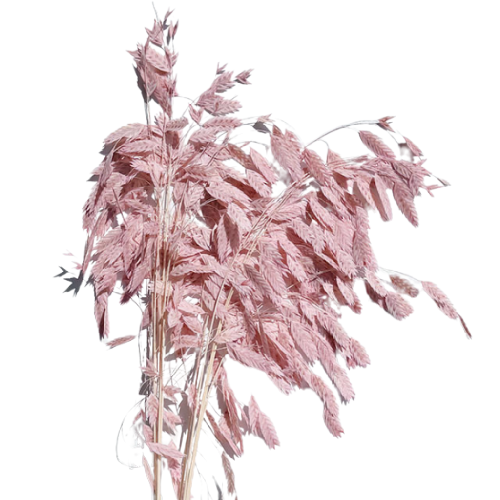 preserved grass pink