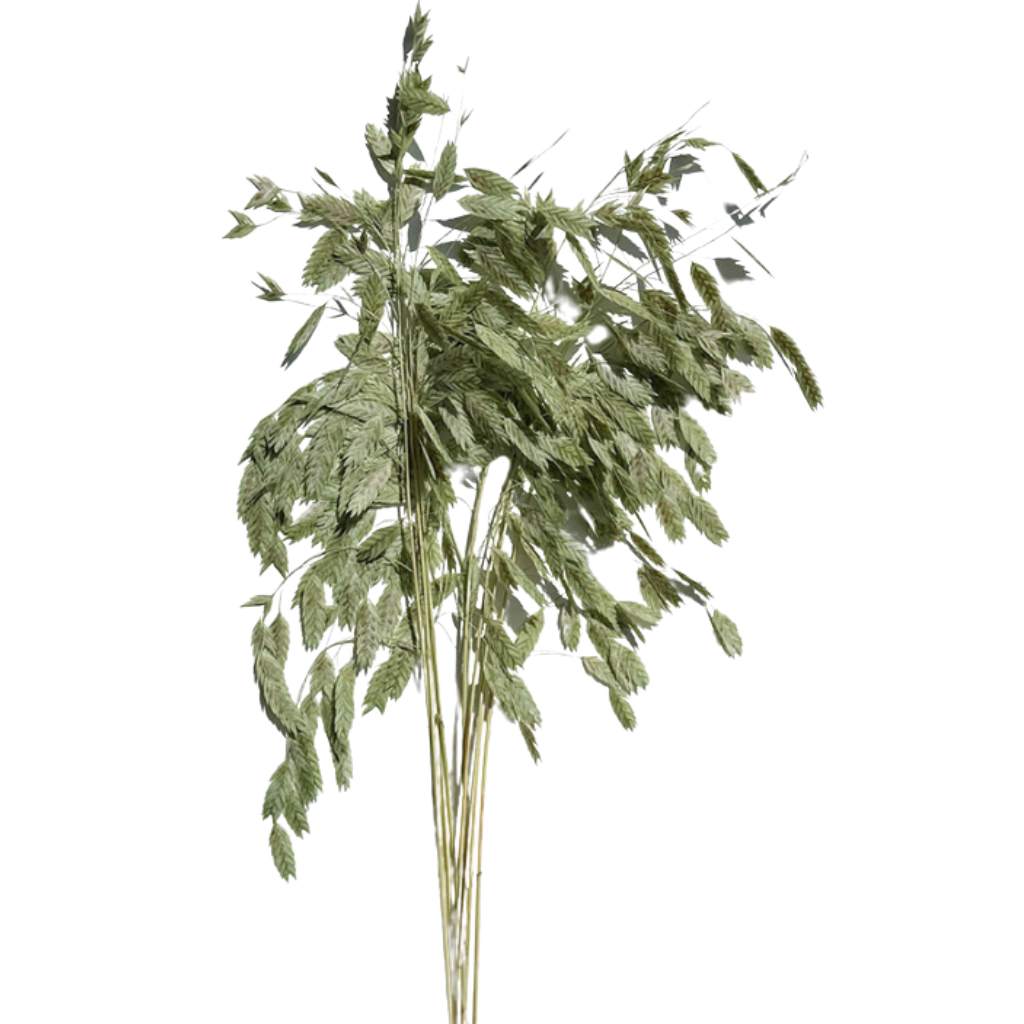 preserved grass green