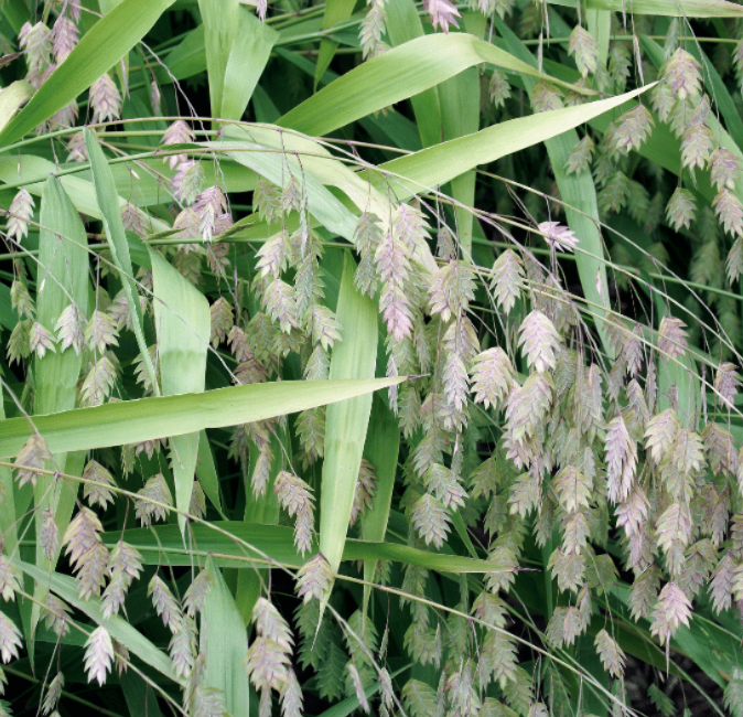 natural northen sea aot grass