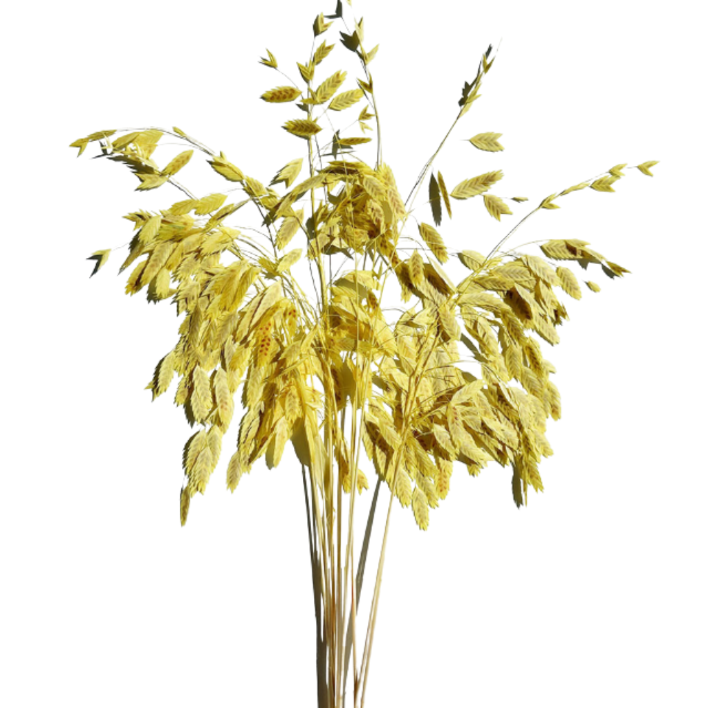 preserved grass yellow