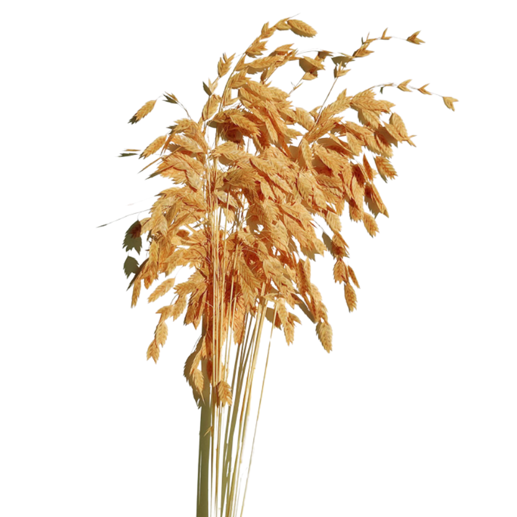 Preserved Grass orange