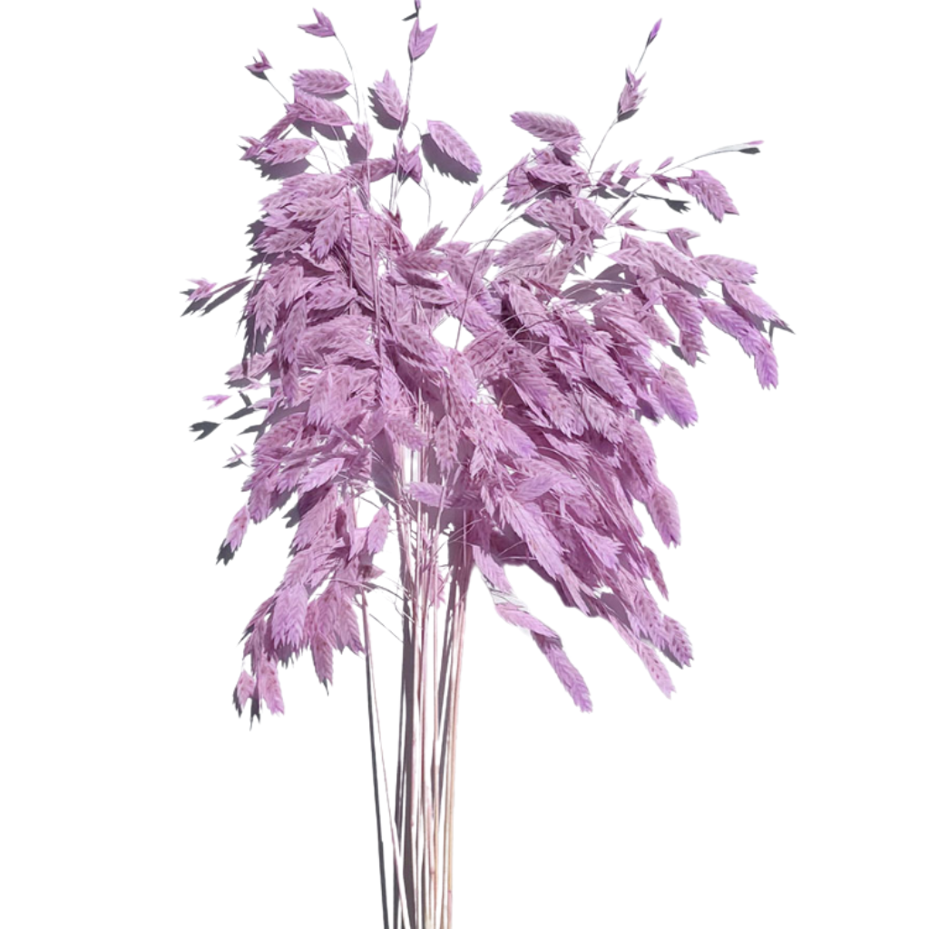 preserved grass lavender