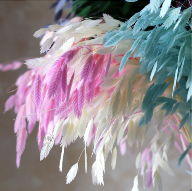 Preserved Northern Sea Oats