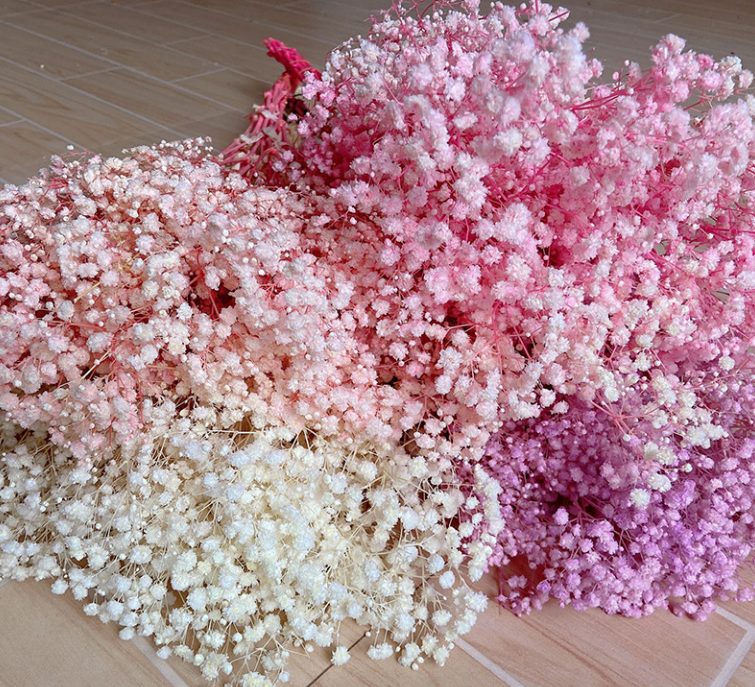 Preserved Baby's Breath