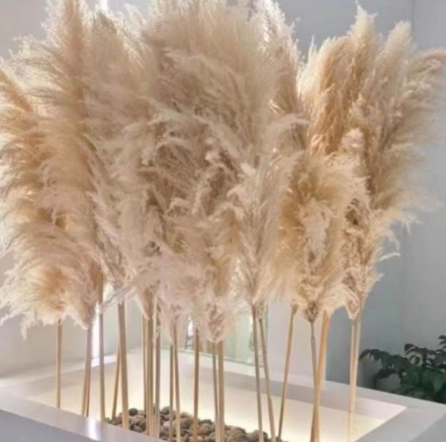 Preserved Pampas