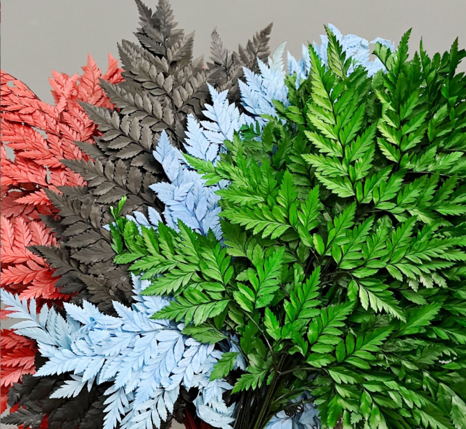 Preserved Fern