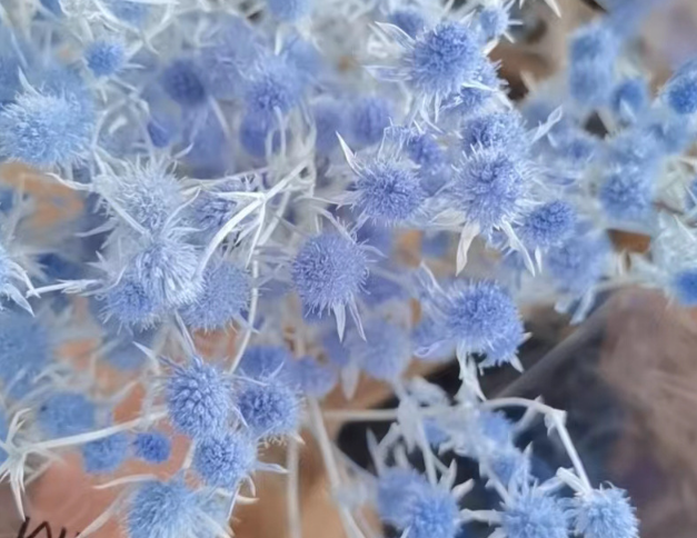 Preserved Sea Holly