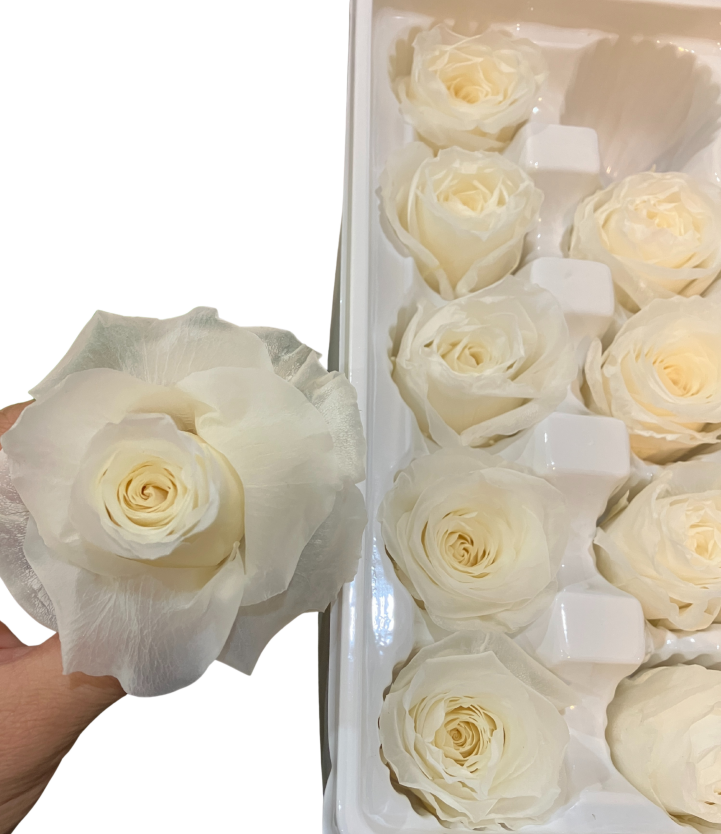 Reflex a Preserved Rose