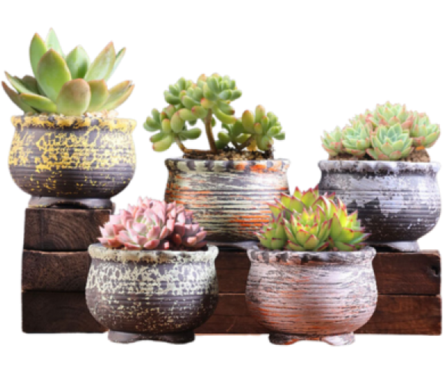 Cheap Succulent Pots in Bulk
