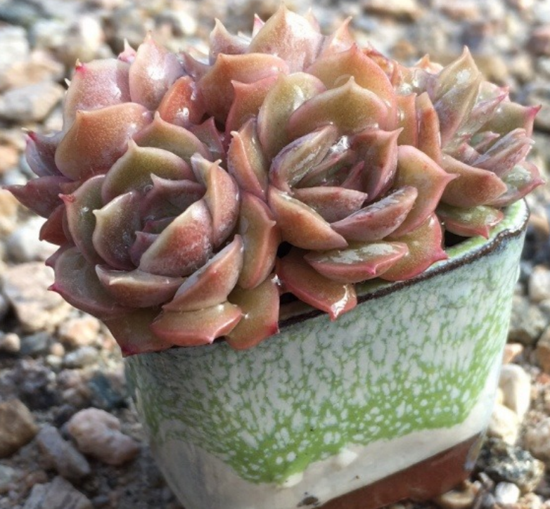 mini pot for succulent