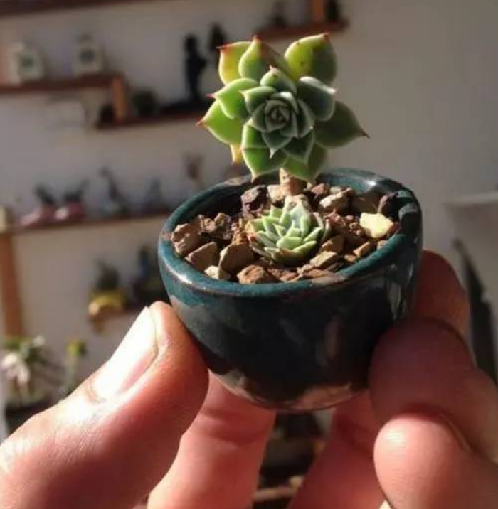 miniature planters