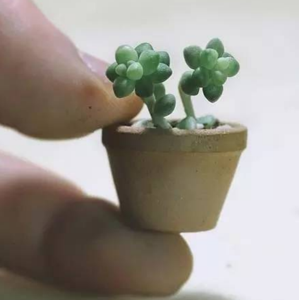 small plant pot indoor