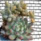 Plant Gift Ideas | Branded Coffee Mug With Succulents Plant Gift Ideas | Branded Coffee Mug With Succulents