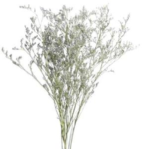 Dried Grass | Desmodium Gyrans