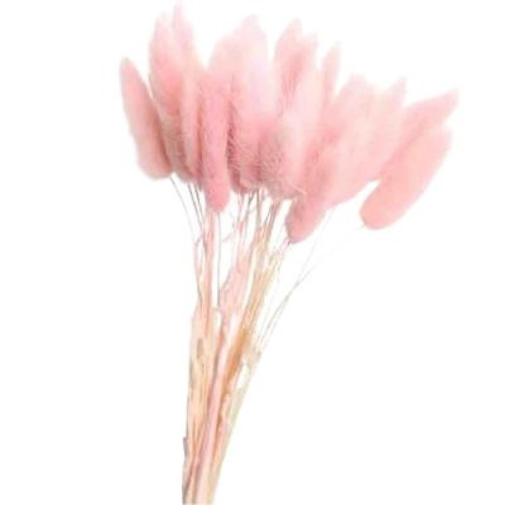 Bunny Tails Wholesale | 60 Stems