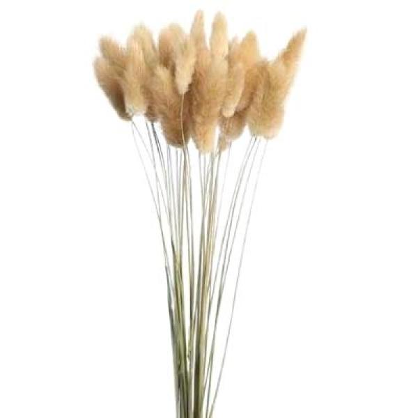 Bunny Tails Wholesale | 60 Stems