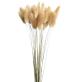 White Bunny Tails Wholesale | 60 Stems