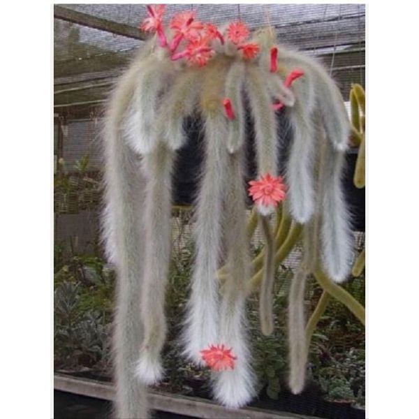 Monkey Tail With Cat Pot | Plant Gift Delivery