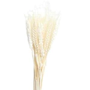 Blue Dry Wheat | Florist Dried Flower Supplies