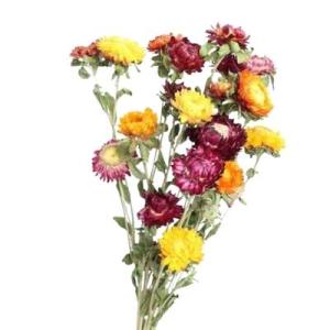 Dried Chrysanthemum Flowers | 20 Heads