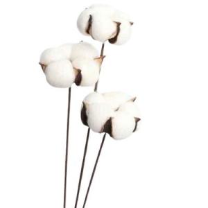 Cotton Flowers | Dried Flower Wholesale