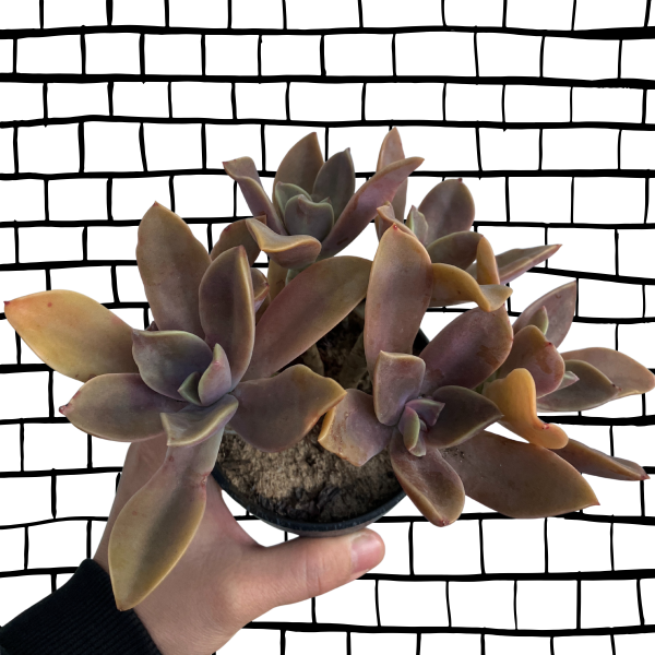 Plant Delivery Gift | Personalised Coffee Mug With Succulents