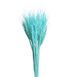 Blue Dry Wheat | Florist Dried Flower Supplies